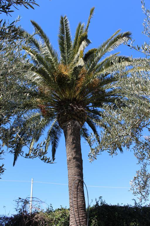 Appartamento Le Tre Palme Frigintini Kültér fotó